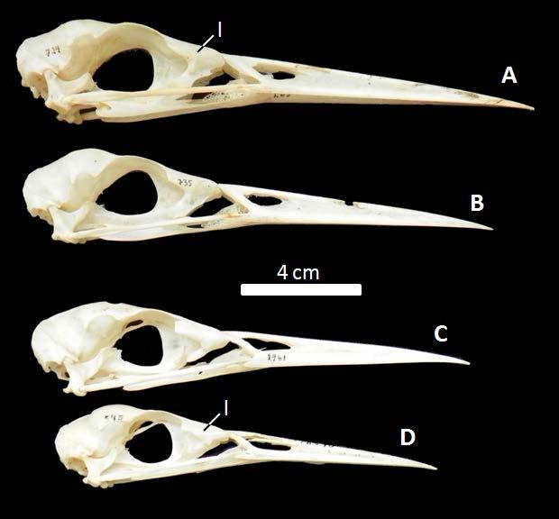 Fig. 19 - Crânios em vista lateral de: A- Tigrisoma lineatum (MHNT-724); B- Tigrisoma lineatum (MHNT-735); C- Botaurus pinnatus (MHNT-1961); D- Botaurus lentiginosus (MHNT-545).