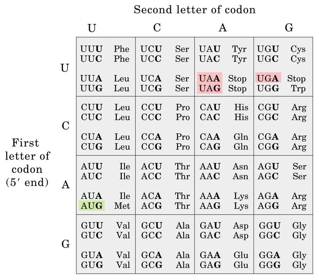 Pergunta-se: 1. (0,4) Qual a enzima que sintetiza o RNAm e como se dá o início da transcrição? 2. (0,4) Por que a fita de RNAm não corresponde inteiramente à fita de DNA? 3.