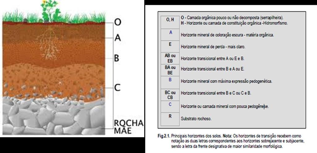 Horizonte O (orgânico) Porção superficial dos solos Essencialmente orgânico, com material parcialmente fresco ou em decomposição Entre 20% e 30% de matéria orgânica, dependendo do tipo de solos (mais