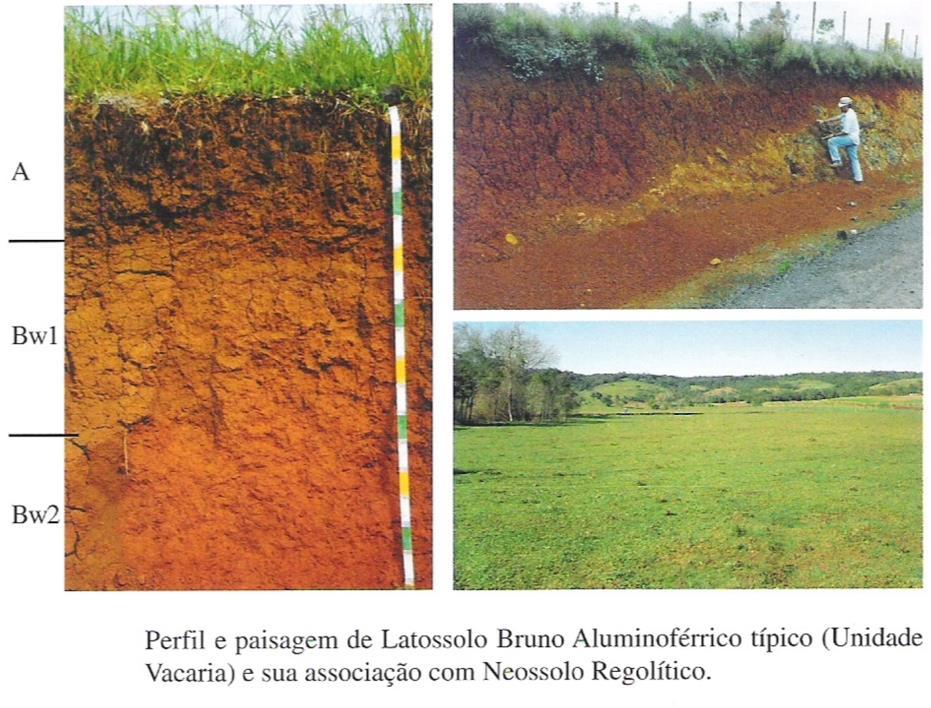 2. ARGISSOLOS (26,79% do território brasileiro) Material mineral Bt abaixo de qualquer tipo de horizonte A, exceto hístico; Incremento no teor de argila do Horizonte B; Transição clara, abrupta ou
