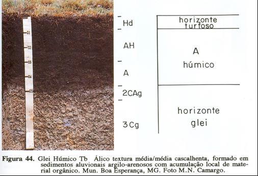 6. GLEISSOLOS Solos hidromórficos; Material mineral; Horizonte glei dentro dos primeiros 50 cm da