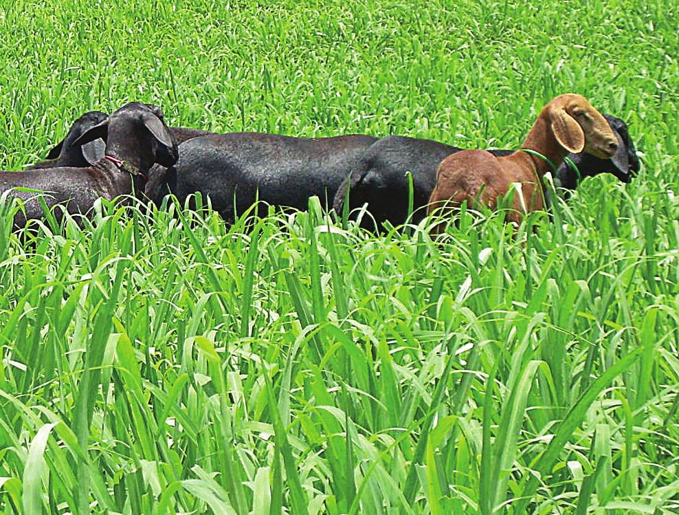 1- Disponibilidade de fatores climáticos tolerante ao encharcamento.