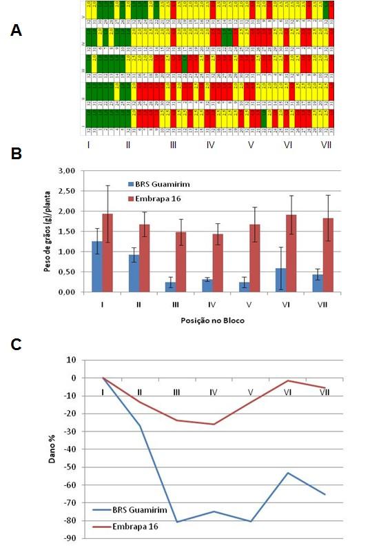 Fig. 3. Produtividade (peso de grãos/planta) das cultivares BRS Guamirim e Embrapa 16 em função da distribuição espacial na área do ensaio e da ocorrência de mosaico comum.