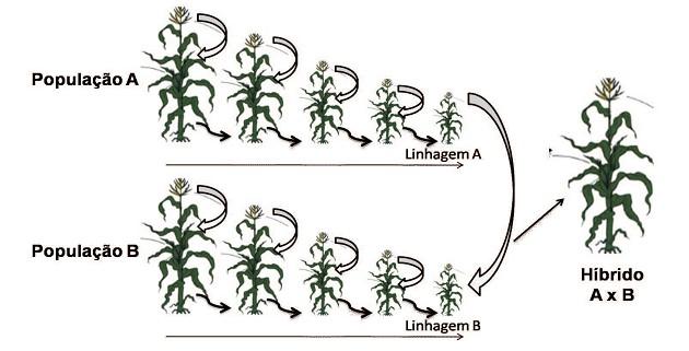 Obtenção de linhagens Para chegar ao desenvolvimento de um novo híbrido é preciso