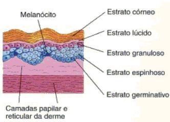 Revisão de Literatura 3 2 REVISÃO DE LITERATURA 2.1 O Câncer de pele e seu tratamento A pele é composta de três camadas: a epiderme, a derme e a mais profunda hipoderme (subcutis).