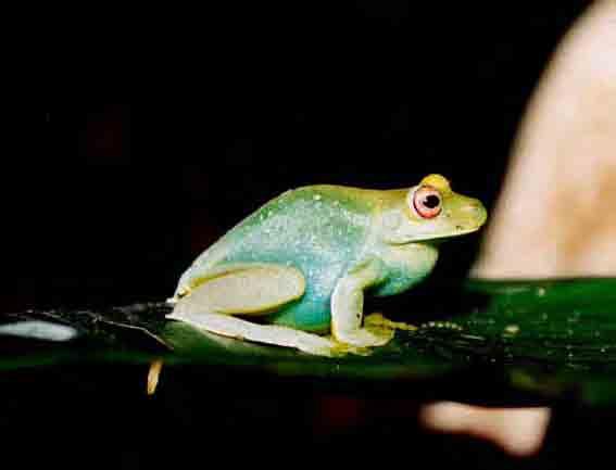 leucopygius (Anura: Hylidae), in the Serra do Japi, Municipality of Jundiaí,