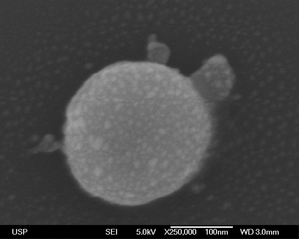 48 Figura 18 - Nanopartículas de prata do sobrenadante após centrifugação. 6.4. Comparação do modelo frente aos resultados experimentais.