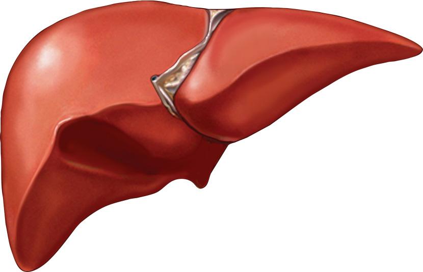 Órgãos especializados: fígado - Garante a síntese de substrato energético para os demais tecidos - Sintetiza e armazena glicogênio para exportar glicose (~6 h) - Tem uma hexoquinaseespecífica, a