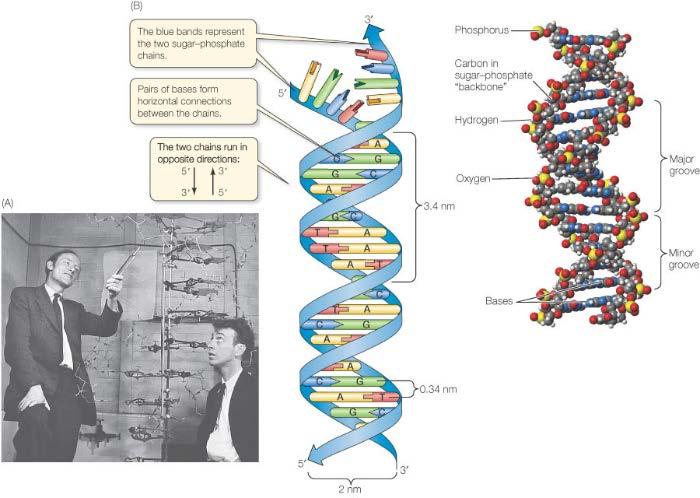 Francis Crick and James Watson proposed that the DNA molecule: a