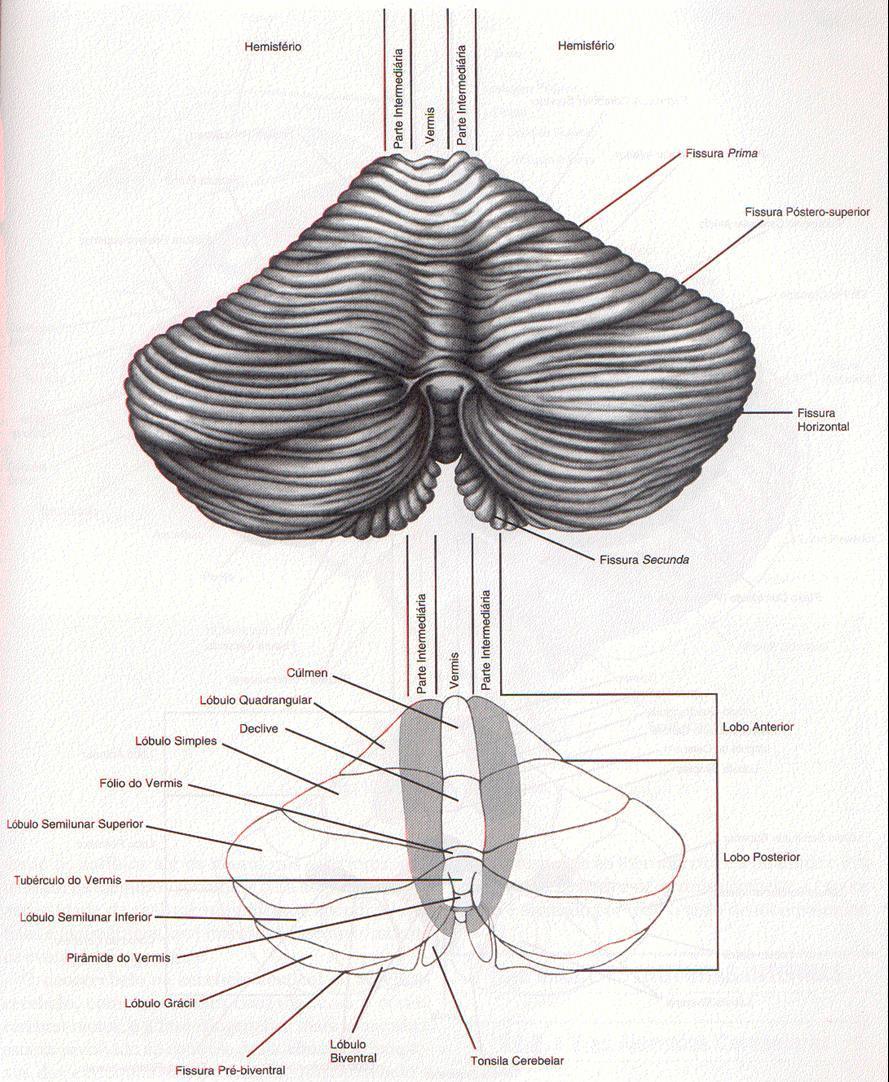 Cerebelo