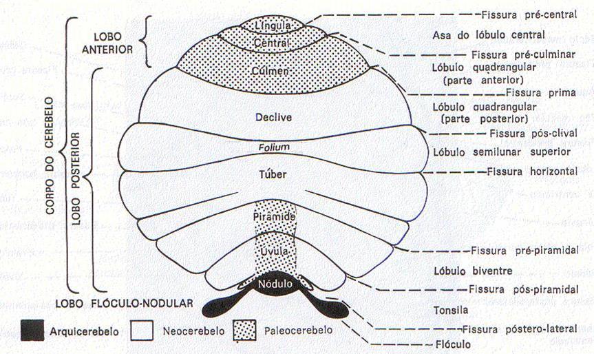 Esquema das divisões do cerebelo em um só