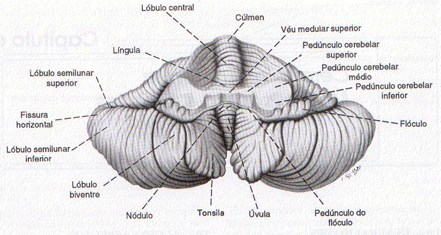 Vista ventral do cerebelo após