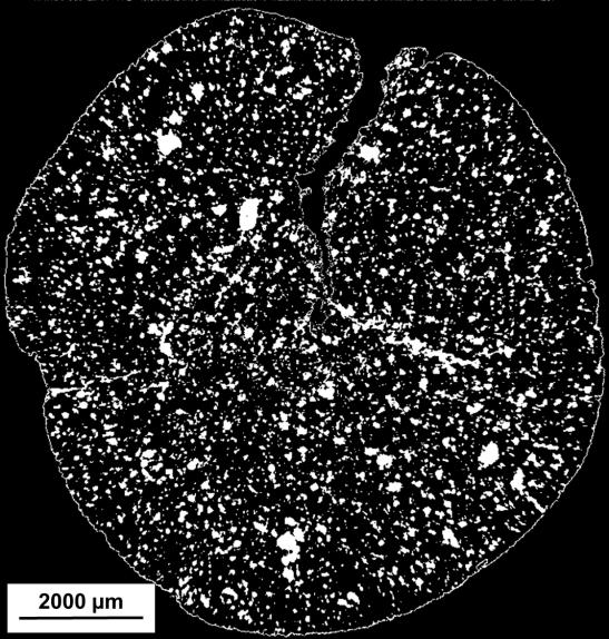 Analisando a imagem dos poros obtida por microtomografia (Figura 5 8-d) é possível observar que a densidade de poros é menor que nas outras duas imagens.