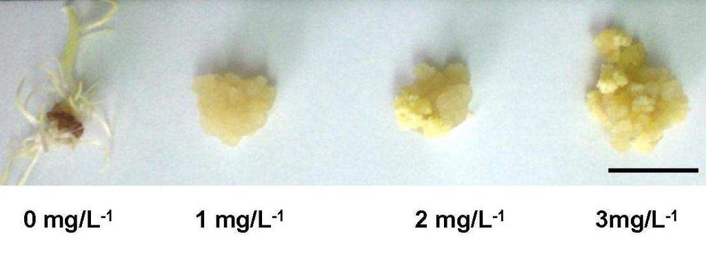 também no tratamento com 0 mg.l -1 as massas embriogênicas tiveram um pequeno aumento de tamanho comparado aos outros tratamentos, de 78%.