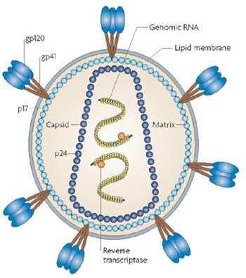 encontram-se a proteína matriz, p17 e o capsídeo viral composto pela proteína p24.