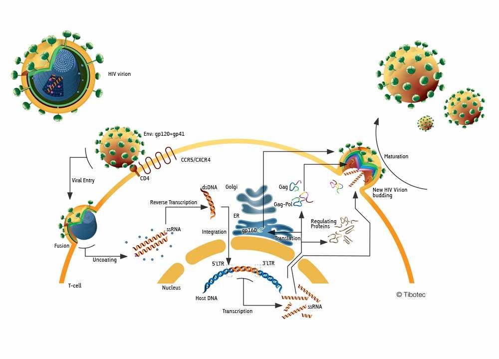 1.2 Ciclo Replicativo do HIV-1 A entrada do vírus HIV-1 na célula do hospedeiro ocorre pela interação de domínios variáveis da gp120 à molécula CD4, que é o receptor primário e está presente em