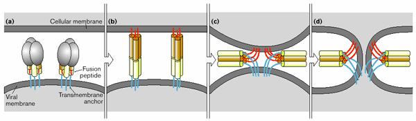 Membrana Celular Peptídeos de Fusão Membrana Viral Âncora Transmembrânica Figura 4. Fusão do Envelope do HIV-1 e a Membrana da Célula Hospedeira. (Adaptada de www.uhaweb.hartford.