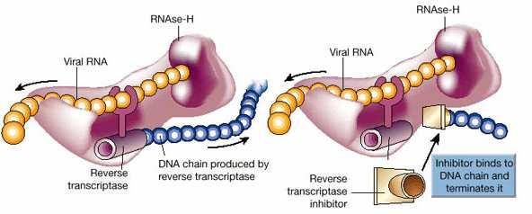 estabilizar a dupla cadeia de DNA, ocorre o impedimento da adição de outros nucleotídeos abortando a transcrição e, consequentemente, a síntese de DNA (Robbins 1998) (Figura 5).