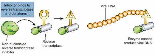 RNA Viral NNRTI Transcriptase Reversa Interrupção da Síntese da Cadeia de DNA Figura 6. Mecanismo de Ação dos Inibidores da Transcriptase Reversa Não Análogos a Nucleosídeos.