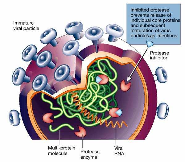Partícula Viral Imatura Inibidor da Protease Poliproteína Protease RNA Viral Figura 7. Mecanismo de Ação dos Inibidores da Protease.