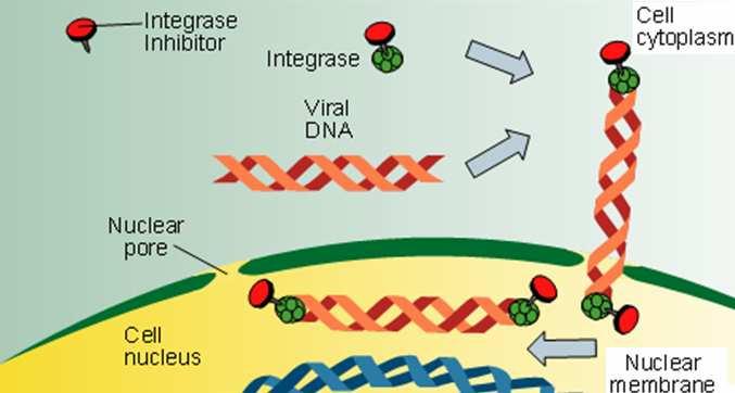 terminais da fita de DNA viral e na segunda, o DNA viral é inserido no genoma do hospedeiro, passo este denominado transferência de fita e etapa inibida pelo raltegravir.
