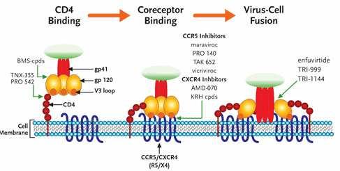 Ligação CD4 Ligação Co-Receptor Fusão Vírus-Célula gp41 gp120 alça V3 Inibidor do CCR5 Maraviroc Vicriviroc Enfurvitida Membrana Celular Figura 9. Mecanismo de Ação dos Inibidores de Entrada.