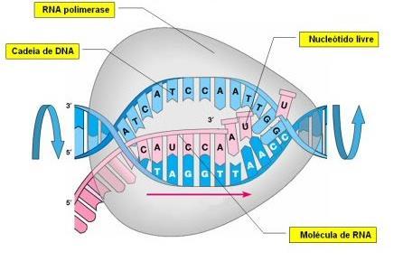 POR QUE É PRECISO CONHECER A ESTRUTURA DE GENES DE PROCARIOTOS E EUCARIOTOS?