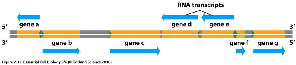 ribonucleotídeos complementar a uma das fitas da dupla hélice de DNA