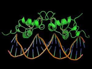 FATORES DE TRANSCRIÇÃO Proteínas que se ligam ao DNA de células eucarióticas para permitir que haja uma ligação entre a enzima RNApolimerase e o DNA, permitindo assim a