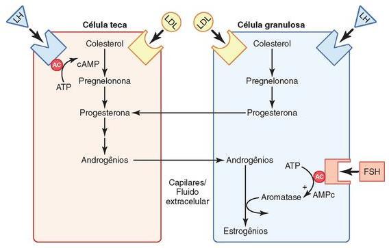 Produção Hormonal Célula tecaluteínica Célula granuloluteínica LH: estimula produção de andrógenos -CYP17 FSH: