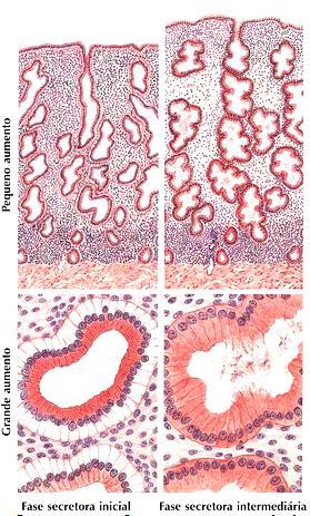 Endométrio Fase secretora inicial Resposta à progesterona Células epiteliais com núcleos alinhados no meio de cada célula Acúmulo de glicogênio no citoplasma basal Fase secretora inicial Fase