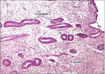 Fase proliferativa inicial Endométrio Fase proliferativa