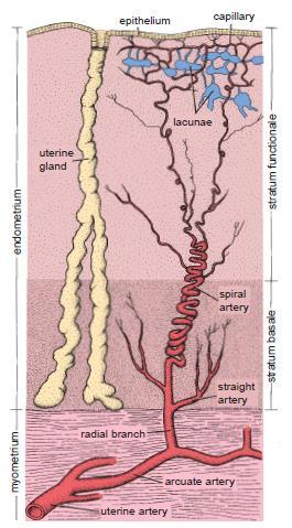Endométrio Camada superficial: Descamação e Regeneração Supridas pela artéria espiralada.