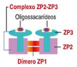 Folículo Primário Tardio Células Microvilosidades do oócito Zona granulosas pelúcida: Glicoproteínas sulfatadas ZP-1 ZP-2 ZP-3: