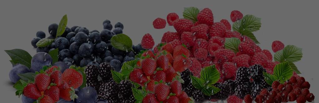 FRUTAS VERMELHAS ORGÂNICAS CONGELADAS CERTIFICADAS Mix de frutas vermelhas