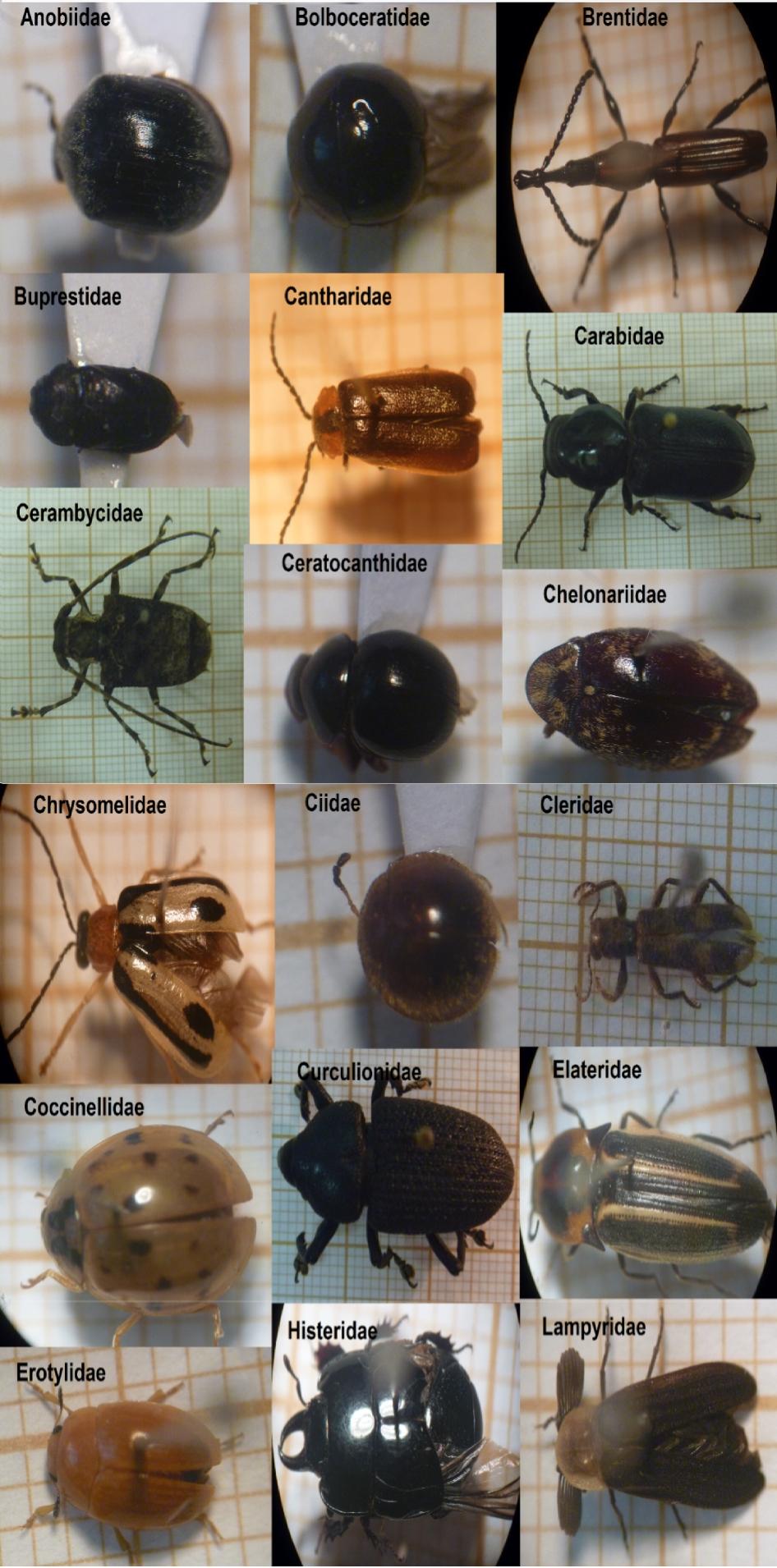 iidae, Chrysomelidae, Ciidae, Cleridae, Coccinellidae, Curculionidae, Elateridae, Erotylidae, Histeridae, Lampyridae, Leiodidae, Lycidae, Monotomidae, Mordellidae, Nitidulidae, Passalidae,