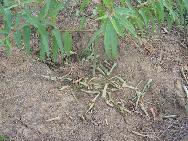 18 Cultivo do eucalipto para madeira em Rondônia Caso seja preferida a limpeza mecânica da área, deve-se buscar roçar o mato o mais baixo possível, para retardar ao máximo o seu restabelecimento.