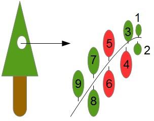 42 Cultivo do eucalipto para madeira em Rondônia Figura 3: Esquema ilustrativo da posição de coleta do ramo na árvore e das folhas recémmaduras (em vermelho) no ramo de eucalipto para avaliação