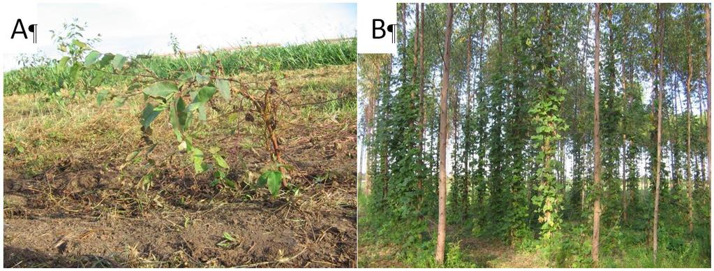 44 Cultivo do eucalipto para madeira em Rondônia o método mais eficiente de controle, embora também possam ser utilizados métodos mecânicos de capina.