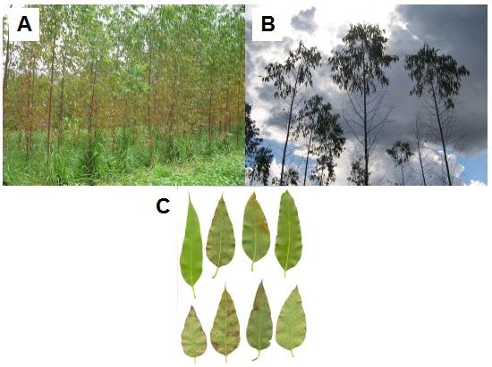 52 Cultivo do eucalipto para madeira em Rondônia A mancha de Phaeophleospora epicoccoides foi observa em grande intensidade em um plantio em Porto Velho, provocando intensa desfolha (Figura 5B) e