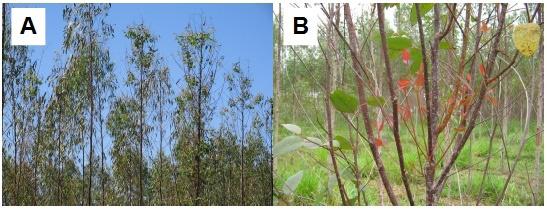 Cultivo do eucalipto para madeira em Rondônia 55 Figura 6. Povoamento de eucalipto com seca de ponteiros (A) e eucalipto com brotações epicórmicas devido à seca de ponteiros (B).
