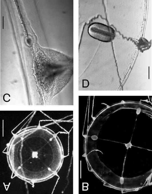 Figura 10.Clytia cf. gracilis sp.2. A. Medusa jovem, com 5 dias de vida e 8 tentáculos, vista oral; B-D. Medusa adulta, com 17 dias e 16 tentáculos. B. vista oral; C.