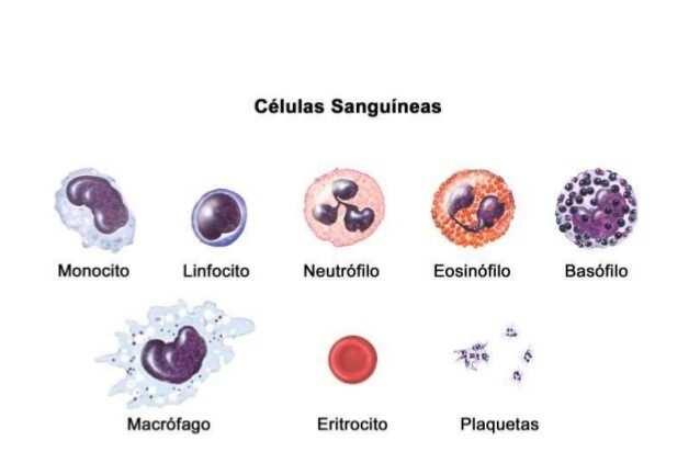 leucócitos do tipo polimorfonucleares, também conhecidos como granulócitos devido à presença de granulação no citoplasma são os: neutrófilos, eosinófilos e basófilos.