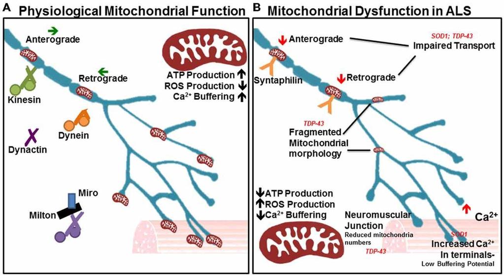 Papel da mitocôndria em neurônios http://journal.