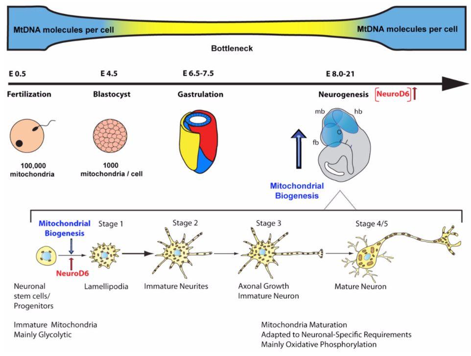 Biogênese mitocondrial durante a neurogênese Mitochondrial Biogenesis: A