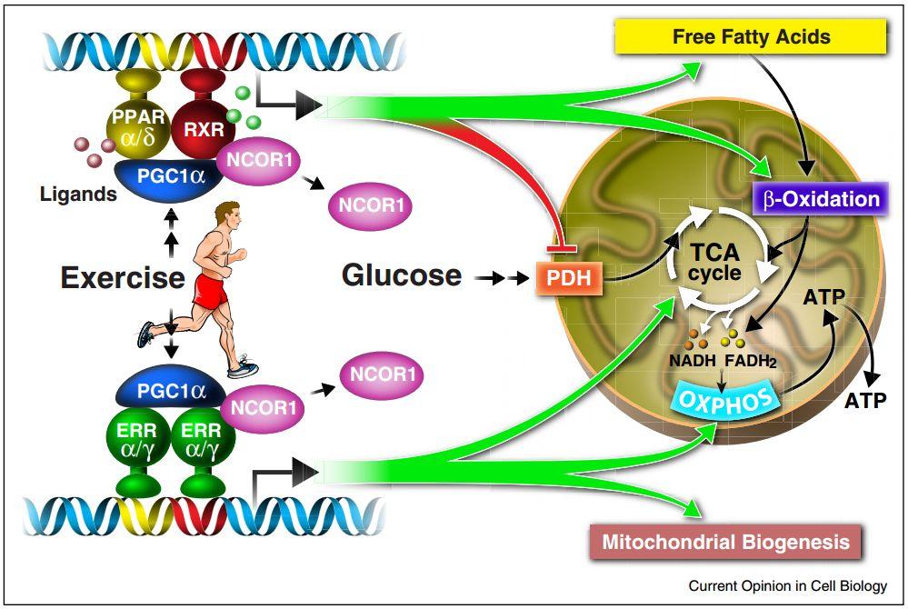 Biogênese mitocondrial induzida por exercício físico Fan, W and Evans, R.