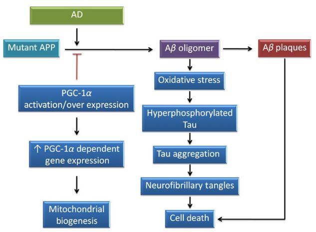 PGC-1α como alvo terapêutico