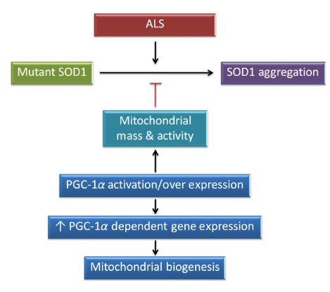 Biogenesis in