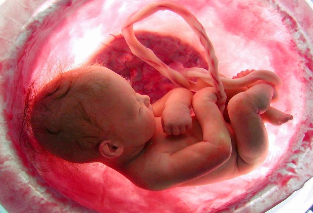 Influência Placentar A maturação e a função da placenta atingem um pico próximo ao termo, após o que a taxa de crescimento fetal é reduzida, cessando o crescimento ao redor da 42ª semana.