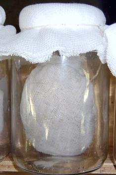 141 Este sistema foi envolvido em um pedaço de tecido de algodão de 25 x 25 cm, amarado com um elástico e colocado dentro de um vidro de conserva previamente esterilizado, com sua abertura fechada
